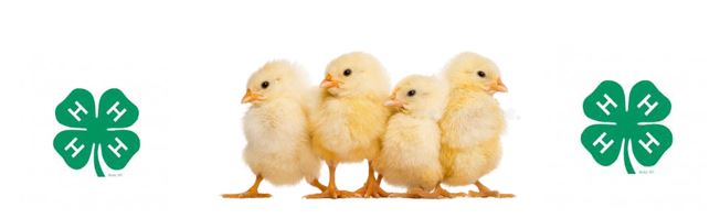 Picture of baby chicks