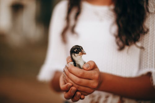 Image of girl holding a baby chick
