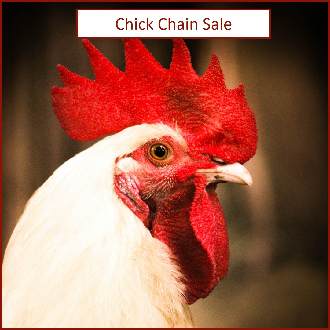Image of chicken with caption that says chick chain sale. Click here to view more information about the chick chain sale.