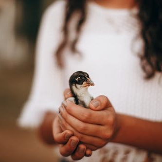 Image of girl holding chick. Click here to view 4-H Chick Chain rules