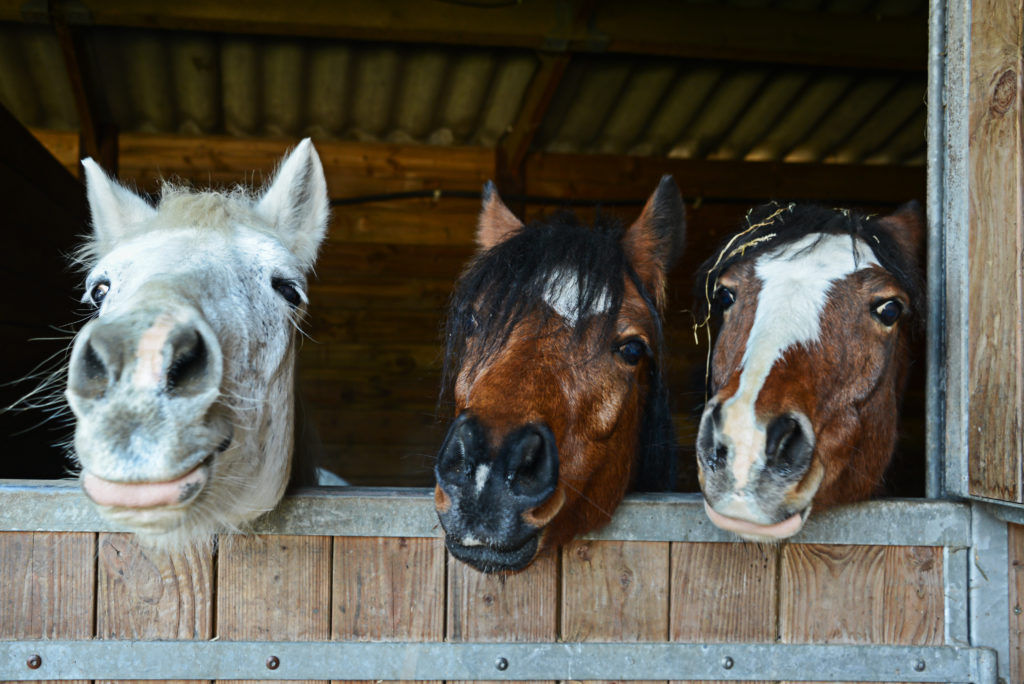 Decorative Image of Horses with heads stuck out of barn.