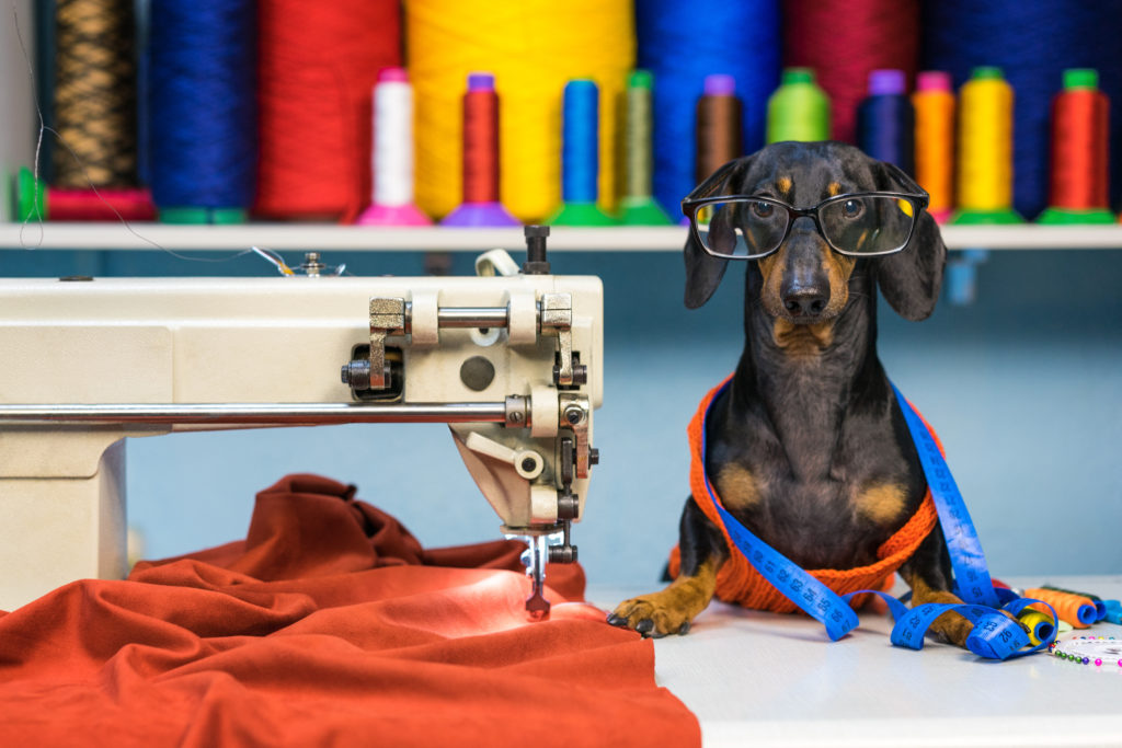 Decorative: Adorable dog breed of dachshund, black and tan, in the glasses, seamstress sitting and sews on sewing machine. Funny ad for your business