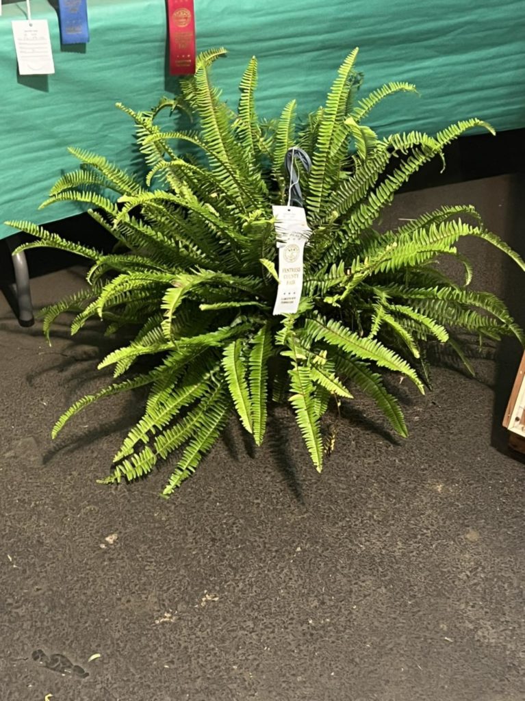 2023 4-H Fair Entry: Potted Fern with 3rd place tag