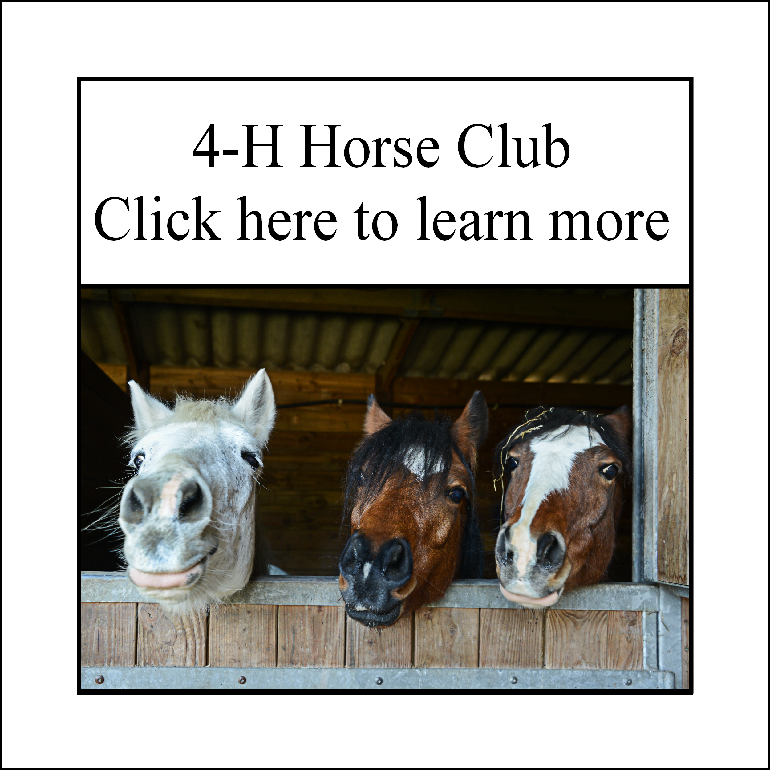 Image of 3 horse in a barn with a caption that reads 4-H Horse Club. Clicke here to learn more. 