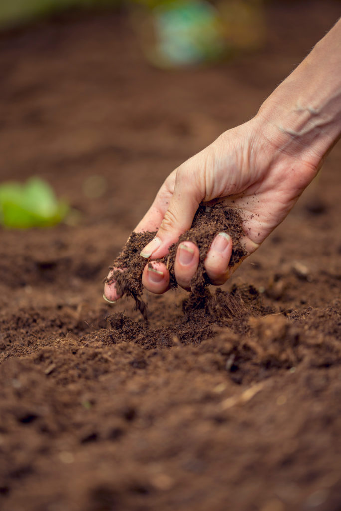 Decorative Image: Female hand  holding a handful of rich fertile soil that has been newly dug over or tilled in a concept of conservation of nature and agriculture. Blurred motion of the soil falling to the ground.