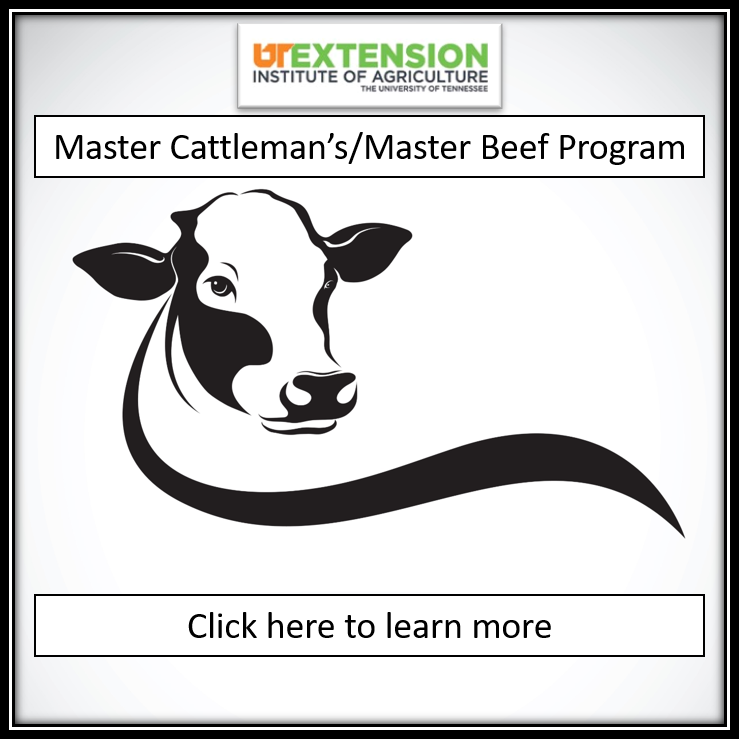 Image of a cow that says UT Extension Institute of Agriculture Master Cattleman's Master Beef Program Click here to learn more