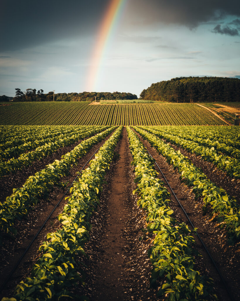 Decorative Image: Rainbow over a field of crops